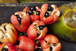 Images Dated 25th September 2012: Ackee & Coconuts, Morant Bay, St. Thomas Parish, Jamaica, Caribbean