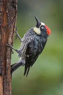 Rain Forest Canopy Prints: Acorn Woodpecker (Melanerpes formicivorus), Costa Rica