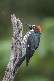 Rain Forest Canopy Prints: Acorn Woodpecker (Melanerpes formicivorus), Costa Rica