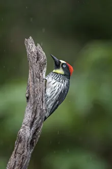 Rain Forest Canopy Prints: Acorn Woodpecker (Melanerpes formicivorus), Costa Rica