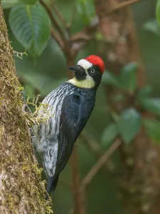 Woodpeckers Prints: Acorn Woodpecker (Melanerpes formicivorus), Cartago Province, Copey District, Costa Rica
