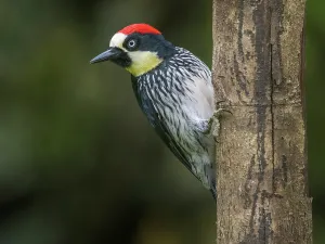 Songbird Prints: Acorn Woodpecker (Melanerpes formicivorus), Cartago Province, Copey District, Costa Rica