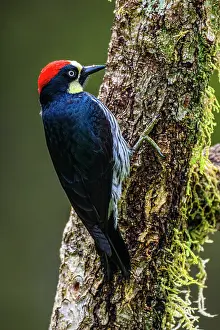 Woodpeckers Prints: Acorn woodpecker (Melanerpes formicivorus)