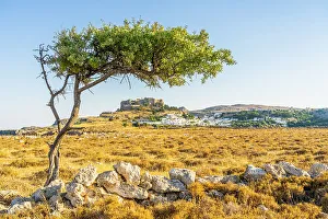 Rhodes Prints: The Acropolis of Lindos viewed through an olive tree, Lindos, Dodecanese Islands, Greece
