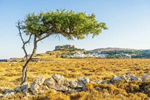 Acropolis Of Lindos Gallery: The Acropolis of Lindos viewed through an olive tree, Lindos, Dodecanese Islands, Greece