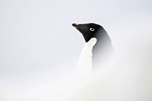 Antarctica Prints: Adelie Penguin, Antarctica