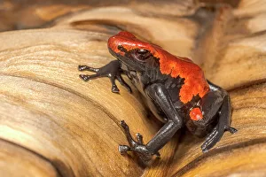 Poison Arrow Frogs Prints: Adelobates galactonotus - captive bred, Ontario, Canada