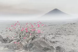 Game Reserve Collection: Adenium obesum in Lake Natron area, Northern Tanzania, with the active volcano Ol Doinyo