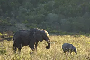 Baby Elephant Prints: Adult and baby elephants, Botlierskop Private Game Reserve, Western Cape, South Africa