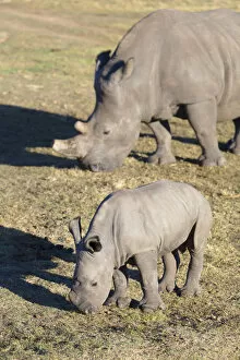 Images Dated 10th October 2017: Adult and baby rhinoceros, Botlierskop Private Game Reserve, Western Cape, South Africa