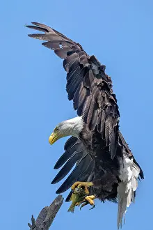 Sharbot Lake Prints: An adult bald eagle return to the nest with chicks with a fish on Sharbot Lake