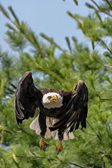 Wings Prints: An adult bald eagle takes off from a tree in Shaarbot Lake, Ontario, Canada