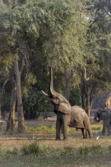 Zambezi River Gallery: Adult bull African elephant browsing for albida pods in a winter thorn acacia tree on Zambezi