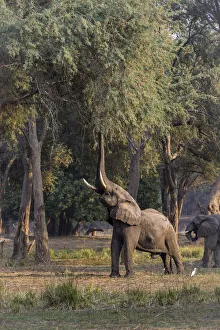 Acacia Tree Gallery: Adult bull African elephant browsing for albida pods in a winter thorn acacia tree on Zambezi