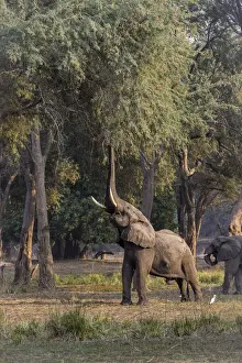 Acacia Tree Prints: Adult bull African elephant browsing for albida pods in a winter thorn acacia tree on Zambezi River floodplain