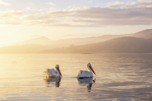 Pair Prints: Two adult Dalmatian Pelican (Pelecanus crispus), Lake Kerkini, Greece, January 2024