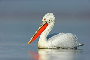 Breeding Plumage Prints: Adult Dalmatian Pelican (Pelecanus crispus), Lake Kerkini, Greece, February 2016