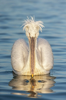 Adult Dalmatian Pelican (Pelecanus crispus), Lake Kerkini, Greece, January 2020