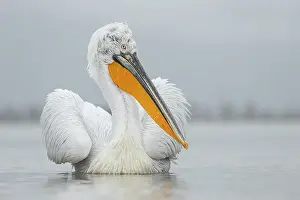 Wind Prints: Adult Dalmatian Pelican (Pelecanus crispus) on Lake Kerkini, Greece, March 2013