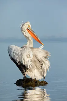 Beak Prints: Adult Dalmatian Pelican (Pelecanus crispus) preening, Lake Kerkini, Greece
