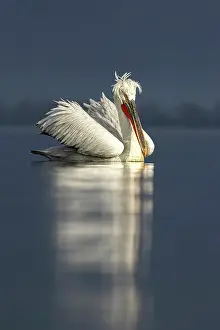 Resting Prints: Adult Dalmatian Pelican (Pelecanus crispus) resting on Lake Kerkini, Greece, January 2024