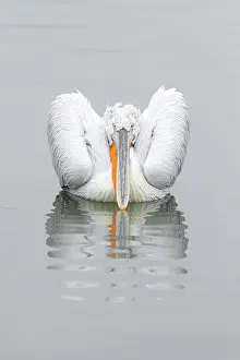 Resting Prints: Adult Dalmatian Pelican (Pelecanus crispus) resting on Lake Kerkini, Greece, January 2020