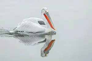 Resting Prints: Adult Dalmatian Pelican (Pelecanus crispus) resting on Lake Kerkini, Greece, February 2014