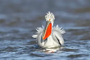 Wind Prints: Adult Dalmatian Pelican (Pelecanus crispus) on windy day