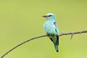 Bulgaria Prints: Adult European roller (Coracias garrulus) perched, Central Bulgaria, May 2025