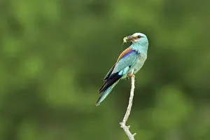 Bulgaria Prints: Adult European roller (Coracias garrulus) perched with prey, Central Bulgaria, May 2025
