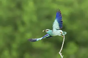 Flight Prints: Adult European roller (Coracias garrulus) taking off from perch with prey