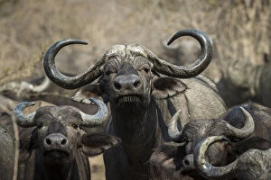 Zambia Gallery: Adult male Cape buffalo, South Luangwa National Park, Zambia