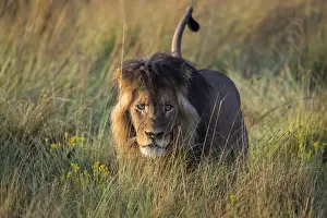 Adult male lion in grassland, Liuwa Plain National Park, Zambia