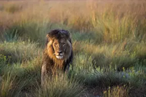 Adult male lion in grassland, Liuwa Plain National Park, Zambia