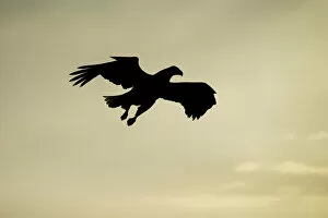 Images Dated 17th February 2021: Adult White-tailed Eagle (Haliaeetus albicilla) in flight in silhouette, Hokkaido, Japan