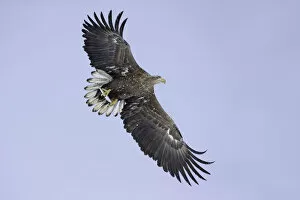 Images Dated 17th February 2021: Adult White-tailed Eagle (Haliaeetus albicilla) in flight, Hokkaido, Japan