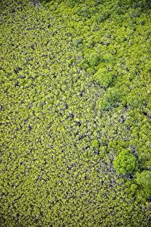 Images Dated 29th August 2023: Aerial of mangroves, Port Douglas, Queensland, Australia