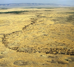 An aerial photograph of the wildebeest migration in Masai Mara