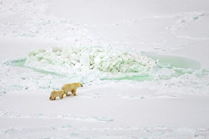 Bears Prints: Aerial of A polar bear and her cub on the ice near Churchill, Manitoba, Canada
