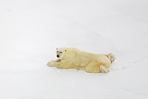 Bear Prints: An aerial of a polar bear lying on the ice in Churchill, Manitoba, Canada