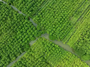 Agricultural Prints: Aerial view of a boat sailing at floating guava garden with beautiful green landscape in Pirojpur