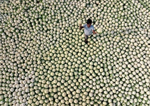 Harvesting Prints: Aerial view of a boy picking cauliflowers in a field in Bogura, Bangladesh