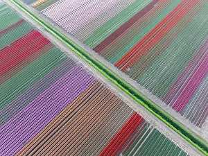 Tulip Prints: An aerial view of canal crossing tulip fields, North Holland, Netherlands