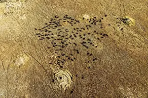 Buffalo Prints: Aerial view of Cape Buffalo, Okavango Delta, Botswana