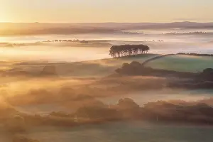 Serenity Prints: Aerial view of Cookworthy Knapp (the nearly home trees) at sunrise on a beautiful misty morning