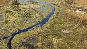Images Dated 27th August 2021: Aerial view of an Elephant, Okavango Delta, Botswana