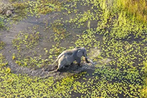Earth From Above Prints: Aerial view of elephants, Okavango Delta, Botswana, Africa