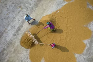 Harvest Gallery: Aerial view of farmers working on rice field draining and drying rice at sunlight