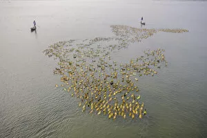 Duck Gallery: Aerial view of a fisherman standing on a canoe following a flock of ducks along Baulai