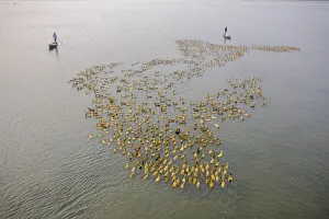 Aerial view of a fisherman standing on a canoe following a flock of ducks along Baulai Aerial view of a fisherman standing on a canoe following a flock of ducks along Baulai